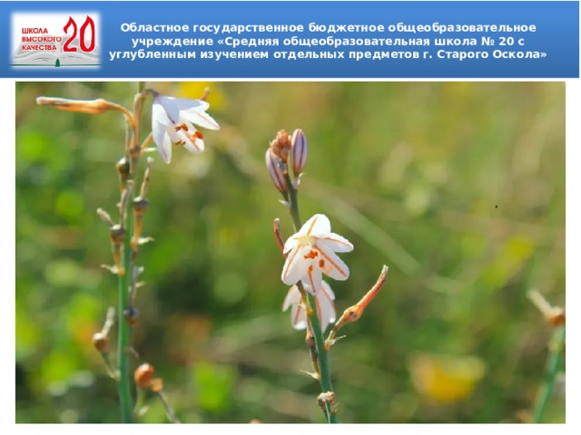 . Областное государственное бюджетное общеобразовательное учреждение «Средняя общеобразовательная школа № 20 с углубленным изучением отдельных предметов г. Старого Оскола» 