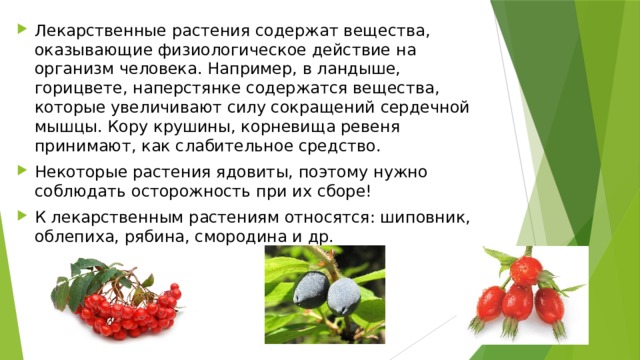 Лекарственные растения содержат вещества, оказывающие физиологическое действие на организм человека. Например, в ландыше, горицвете, наперстянке содержатся вещества, которые увеличивают силу сокращений сердечной мышцы. Кору крушины, корневища ревеня принимают, как слабительное средство. Некоторые растения ядовиты, поэтому нужно соблюдать осторожность при их сборе! К лекарственным растениям относятся: шиповник, облепиха, рябина, смородина и др. 