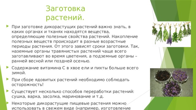 Заготовка растений. При заготовке дикорастущих растений важно знать, в каких органах и тканях находятся вещества, определяющие полезные свойства растений. Накопление полезных веществ происходит в разные возрастные периоды растения. От этого зависят сроки заготовки. Так, наземные органы травянистых растений чаще всего заготавливают во время цветения, а подземные органы – ранней весной или поздней осенью. Содержание витамина С в хвое ели и пихты больше всего зимой. При сборе ядовитых растений необходимо соблюдать осторожность! Существует несколько способов переработки растений: сушка, варка, засолка, маринование и т.д. Некоторые дикорастущие пищевые растения можно использовать в свежем виде (например, изготовление салатов их листьев одуванчика). 