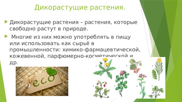 Дикорастущие растения. Дикорастущие растения – растения, которые свободно растут в природе.  Многие из них можно употреблять в пищу или использовать как сырьё в промышленности: химико-фармацевтической, кожевенной, парфюмерно-косметической и др. 