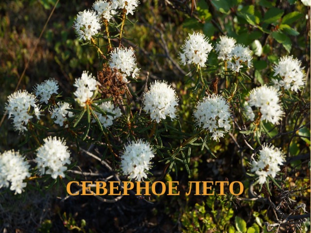 Северное лето 