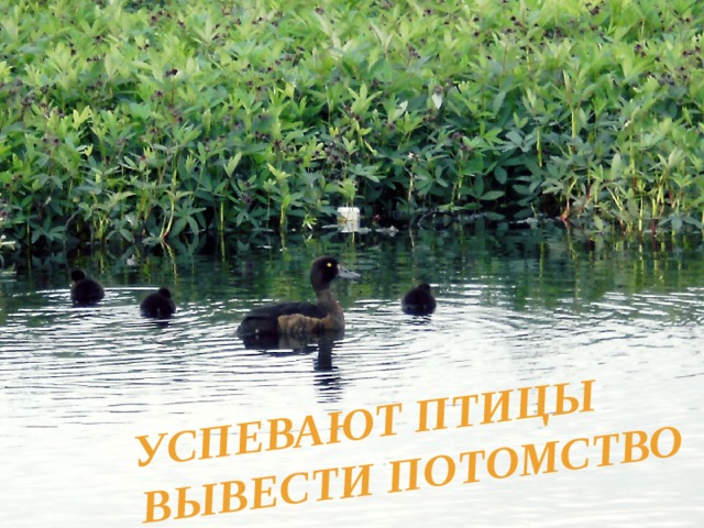 Успевают птицы Вывести потомство 