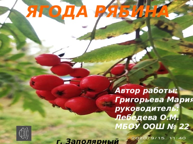 ЯГОДА РЯБИНА  Автор работы: Григорьева Мария руководитель: Лебедева О.М. МБОУ ООШ № 22 г. Заполярный 