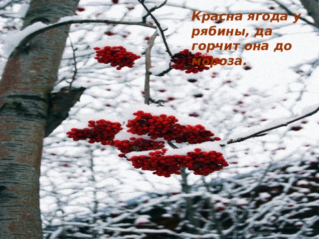 Красна ягода у рябины, да горчит она до мороза.  