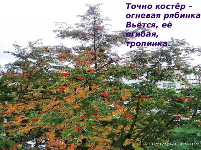 Точно костёр – огневая рябинка. Вьётся, её огибая, тропинка. 