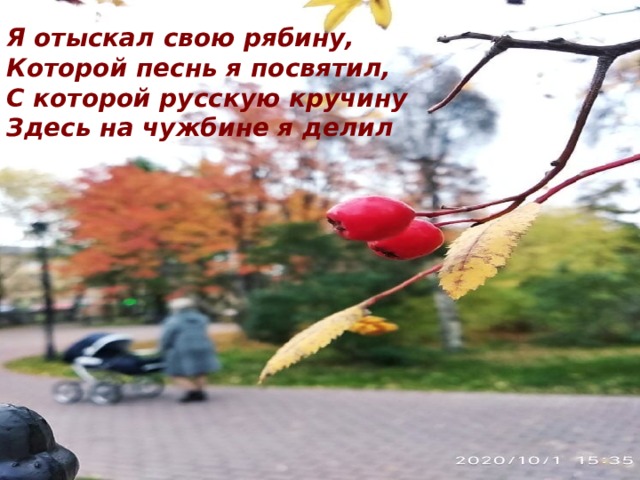 Я отыскал свою рябину, Которой песнь я посвятил, С которой русскую кручину Здесь на чужбине я делил 