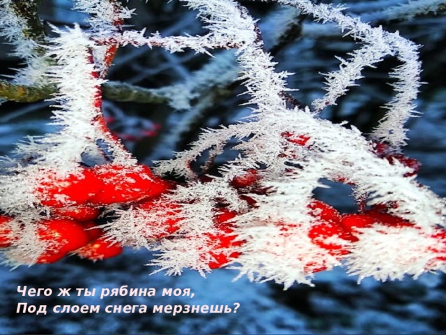 Чего ж ты рябина моя, Под слоем снега мерзнешь? 