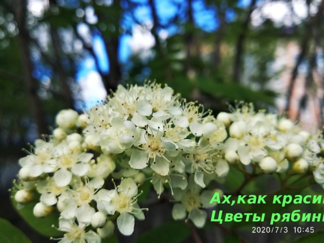 Ах,как красивы Цветы рябины  