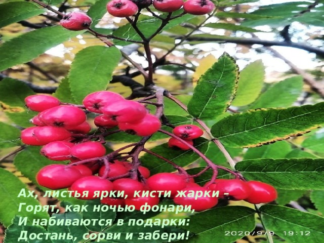 Ах, листья ярки, кисти жарки – Горят, как ночью фонари, И набиваются в подарки: Достань, сорви и забери! 