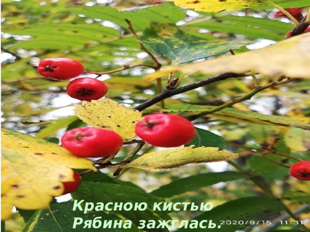 Красною кистью Рябина зажглась. 