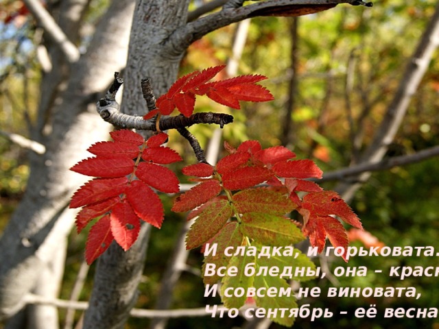 И сладка, и горьковата… Все бледны, она – красна. И совсем не виновата, Что сентябрь – её весна! 