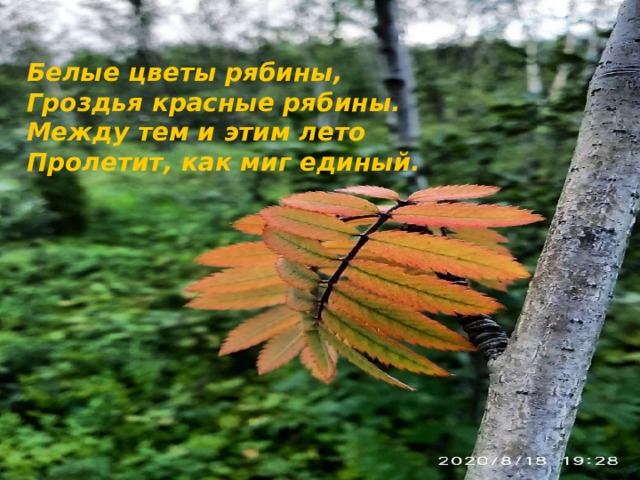 Белые цветы рябины, Гроздья красные рябины. Между тем и этим лето Пролетит, как миг единый. 
