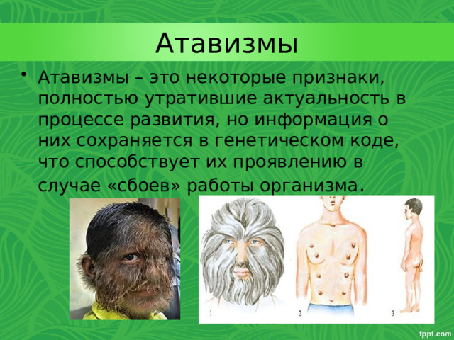 Атавизмы Атавизмы – это некоторые признаки, полностью утратившие актуальность в процессе развития, но информация о них сохраняется в генетическом коде, что способствует их проявлению в случае «сбоев» работы организма .  