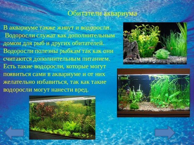 Обитатели аквариума В аквариуме также живут и водоросли.  Водоросли служат как дополнительным домом для рыб и других обитателей. Водоросли полезны рыбкам так как они считаются дополнительным питанием. Есть такие водоросли, которые могут появиться сами в аквариуме и от них желательно избавиться, так как такие водоросли могут нанести вред.  