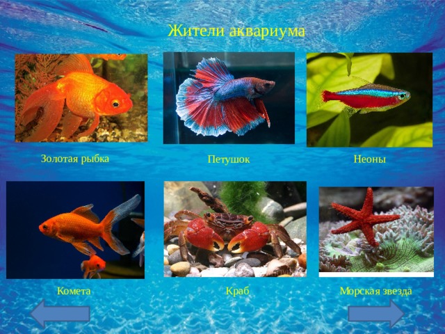 Жители аквариума Золотая рыбка Петушок Неоны Комета Краб Морская звезда  