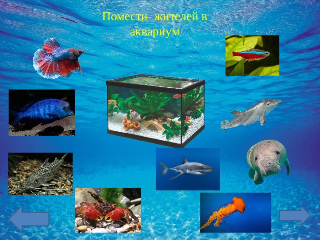 Помести жителей в аквариум  