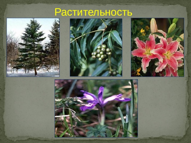 Растительность 