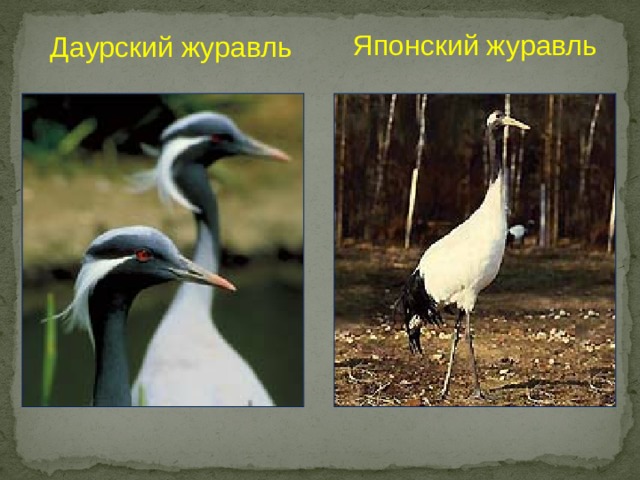 Японский журавль Даурский журавль 