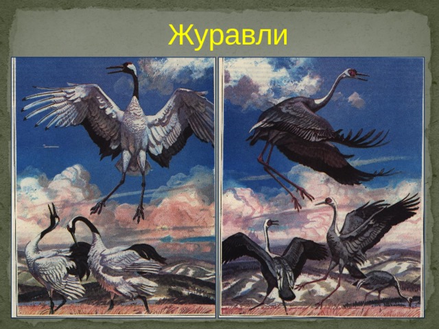Журавли 