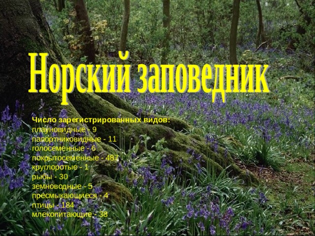 Число зарегистрированных видов:  плауновидные - 9  папортниковидные - 11  голосеменные - 6  покрытосеменные - 487  круглоротые - 1  рыбы - 30  земноводные - 5  пресмыкающиеся - 4  птицы - 184  млекопитающие - 38 