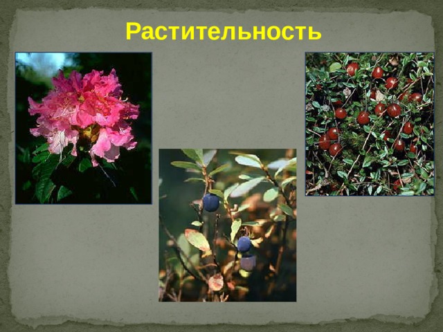 Растительность Число зарегистрированных видов:  плауновидные - 9  папортниковидные - 11  голосеменные - 6  покрытосеменные - 487  круглоротые - 1  рыбы - 30  земноводные - 5  пресмыкающиеся - 4  птицы - 184  млекопитающие - 38      