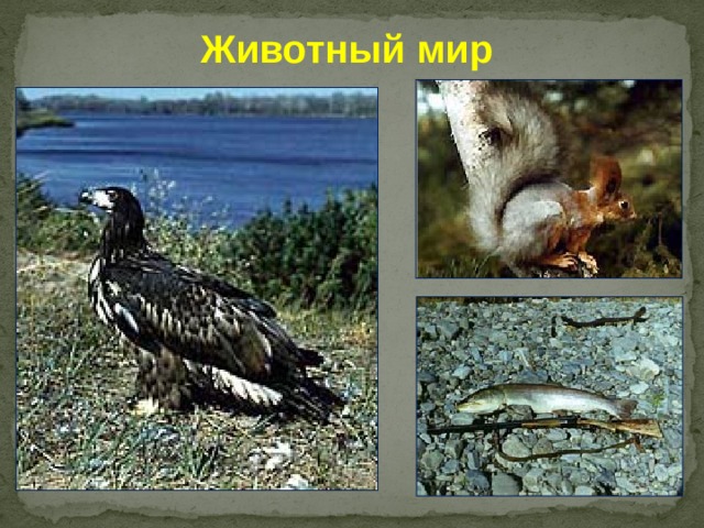 Животный мир        