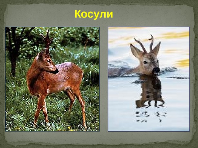 Косули 