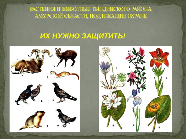 ИХ НУЖНО  ЗАЩИТИТЬ! 
