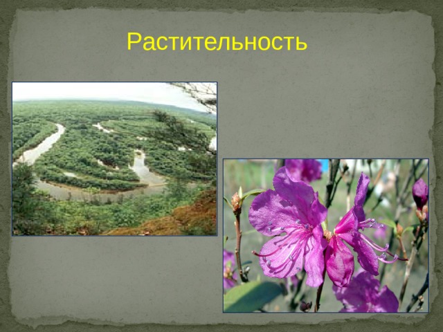 Растительность 