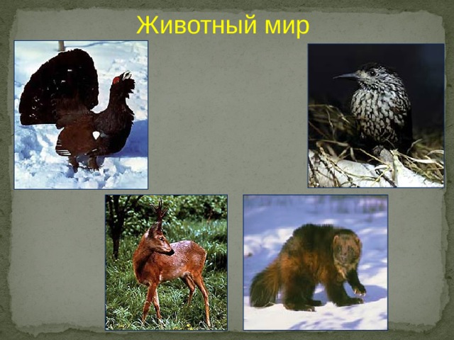 Животный мир 