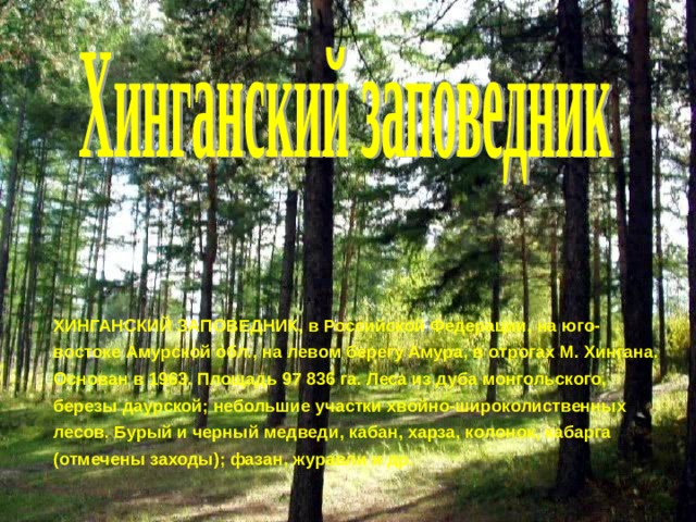 ХИНГАНСКИЙ ЗАПОВЕДНИК, в Российской Федерации, на юго-востоке Амурской обл., на левом берегу Амура, в отрогах М. Хингана. Основан в 1963. Площадь 97 836 га. Леса из дуба монгольского, березы даурской; небольшие участки хвойно-широколиственных лесов. Бурый и черный медведи, кабан, харза, колонок, кабарга (отмечены заходы); фазан, журавли и др. 