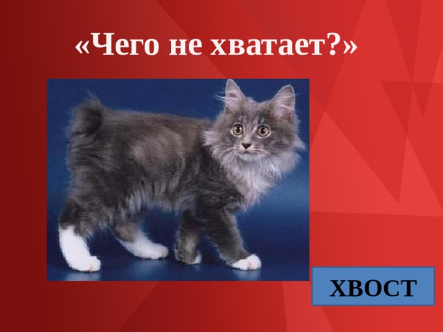 «Чего не хватает?» ХВОСТ 