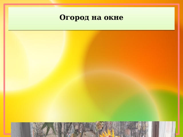 Огород на окне 