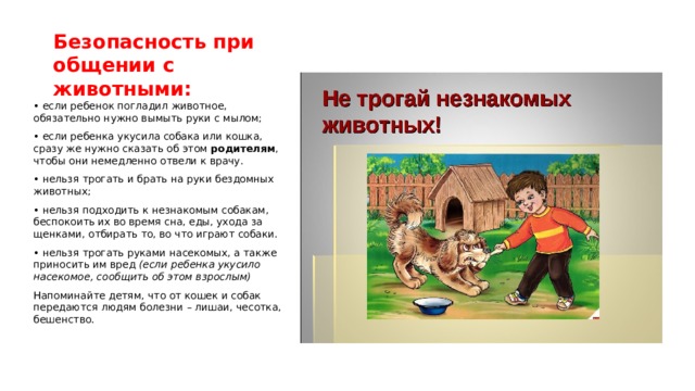 Безопасность при общении с животными: • если ребенок погладил животное, обязательно нужно вымыть руки с мылом; • если ребенка укусила собака или кошка, сразу же нужно сказать об этом  родителям , чтобы они немедленно отвели к врачу. • нельзя трогать и брать на руки бездомных животных; • нельзя подходить к незнакомым собакам, беспокоить их во время сна, еды, ухода за щенками, отбирать то, во что играют собаки. • нельзя трогать руками насекомых, а также приносить им вред  (если ребенка укусило насекомое, сообщить об этом взрослым) Напоминайте детям, что от кошек и собак передаются людям болезни – лишаи, чесотка, бешенство. 