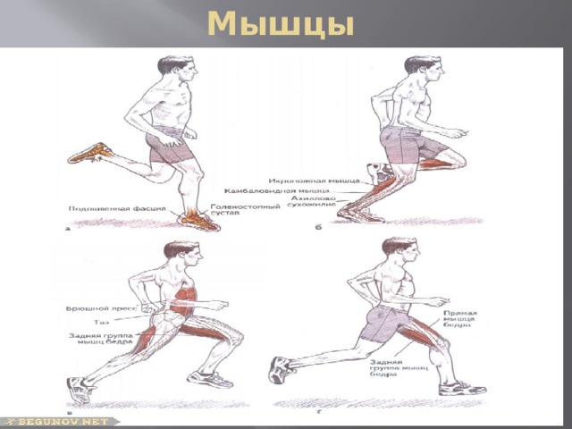 Мышцы 