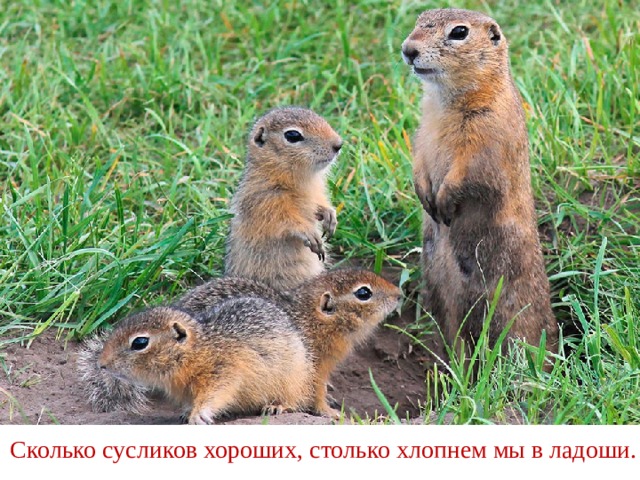 Сколько сусликов хороших, столько хлопнем мы в ладоши. 