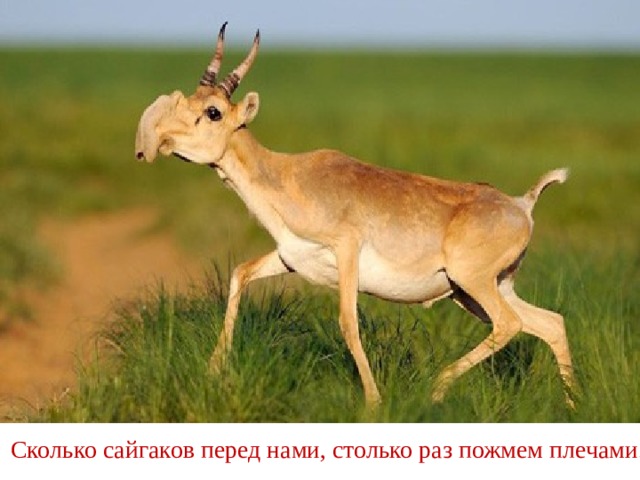Сколько сайгаков перед нами, столько раз пожмем плечами. 