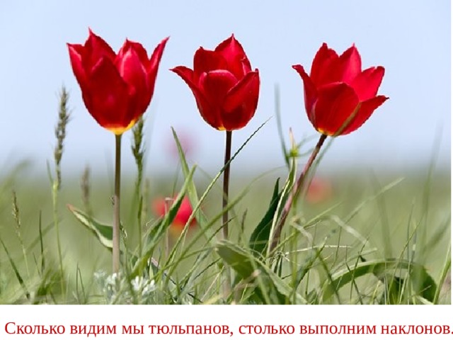 Сколько видим мы тюльпанов, столько выполним наклонов. 