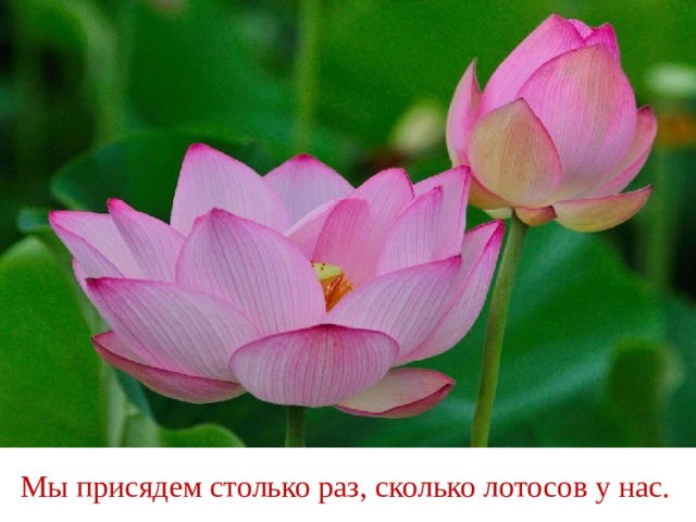 Мы присядем столько раз, сколько лотосов у нас. 