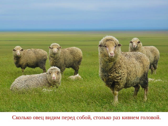 Сколько овец видим перед собой, столько раз кивнем головой. 