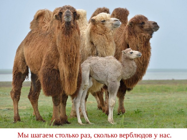 Мы шагаем столько раз, сколько верблюдов у нас. 