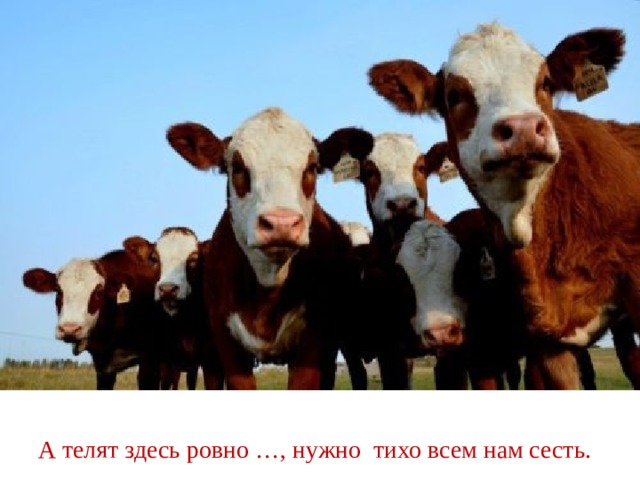А телят здесь ровно …, нужно тихо всем нам сесть. 