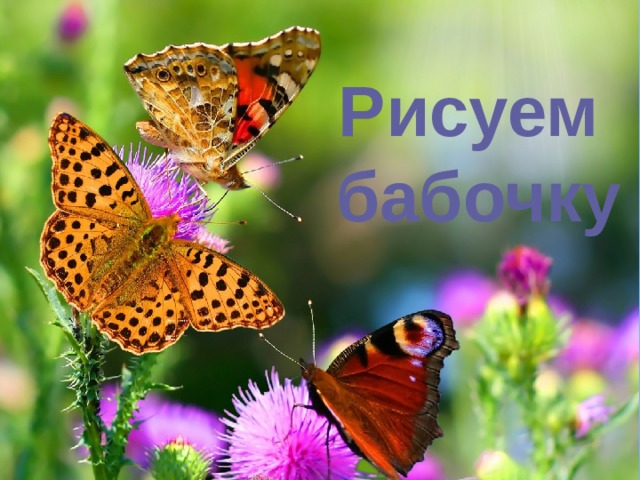 Рисуем  бабочку 