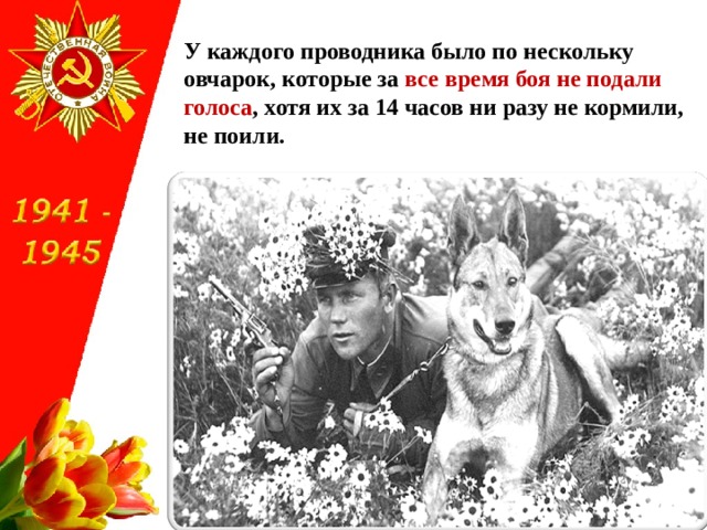 У каждого проводника было по нескольку овчарок, которые за все время боя не подали голоса , хотя их за 14 часов ни разу не кормили, не поили. 