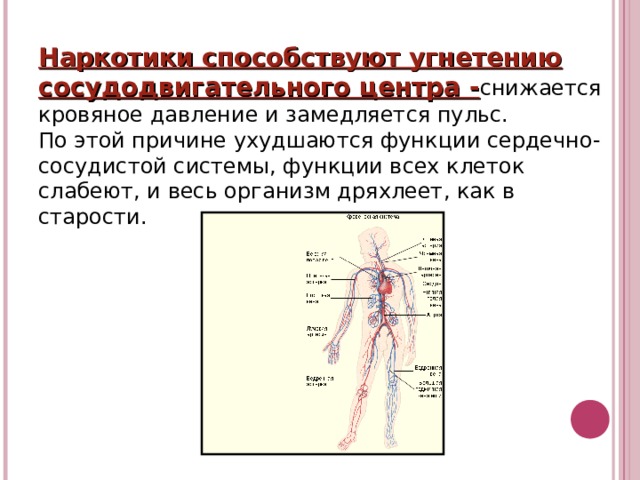 Наркотики способствуют угнетению сосудодвигательного центра - снижается кровяное давление и замедляется пульс. По этой причине ухудшаются функции сердечно-сосудистой системы, функции всех клеток слабеют, и весь организм дряхлеет, как в старости. 
