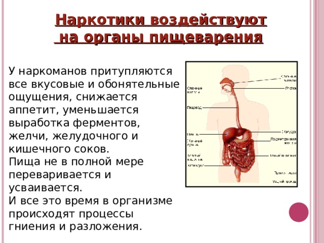 Наркотики воздействуют  на органы пищеварения  У наркоманов притупляются все вкусовые и обонятельные ощущения, снижается аппетит, уменьшается выработка ферментов, желчи, желудочного и кишечного соков.  Пища не в полной мере переваривается и усваивается. И все это время в организме происходят процессы гниения и разложения. 