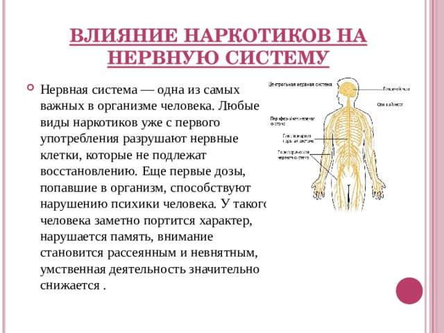 ВЛИЯНИЕ НАРКОТИКОВ НА НЕРВНУЮ СИСТЕМУ Нервная система — одна из самых важных в организме человека. Любые виды наркотиков уже с первого употребления разрушают нервные клетки, которые не подлежат восстановлению. Еще первые дозы, попавшие в организм, способствуют нарушению психики человека. У такого человека заметно портится характер, нарушается память, внимание становится рассеянным и невнятным, умственная деятельность значительно снижается . 