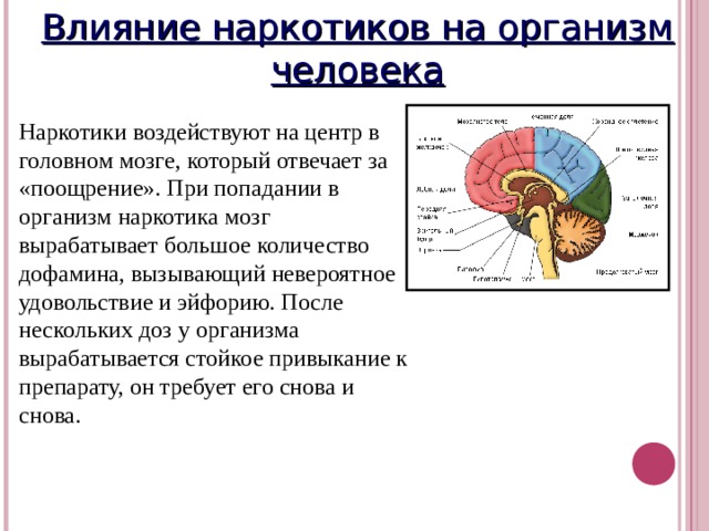 Влияние наркотиков на организм человека Наркотики воздействуют на центр в головном мозге, который отвечает за «поощрение». При попадании в организм наркотика мозг вырабатывает большое количество дофамина, вызывающий невероятное удовольствие и эйфорию. После нескольких доз у организма вырабатывается стойкое привыкание к препарату, он требует его снова и снова. 