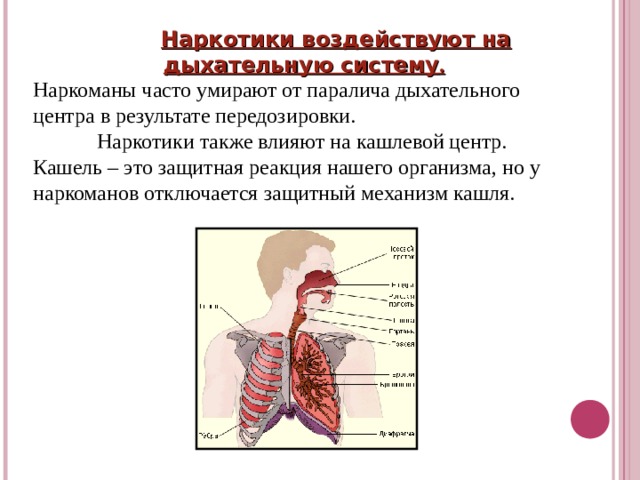  Наркотики воздействуют на дыхательную систему . Наркоманы часто умирают от паралича дыхательного центра в результате передозировки.  Наркотики также влияют на кашлевой центр. Кашель – это защитная реакция нашего организма, но у наркоманов отключается защитный механизм кашля. 