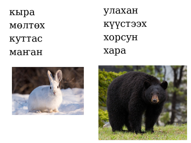 улахан күүстээх хорсун хара кыра мөлтөх куттас маҥан 